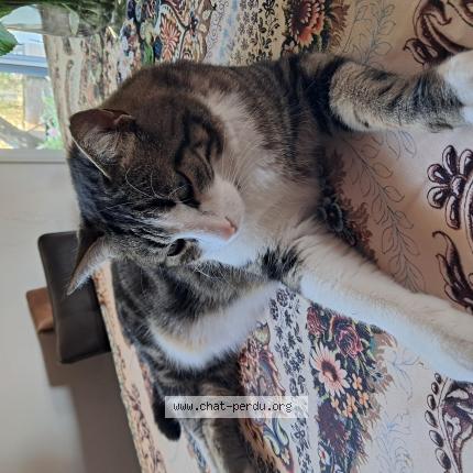 Foto 1/1 Paquito Chat perdido en Chateau thebaud