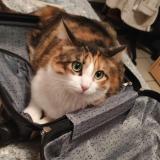 Foto del gato perdido en Ternay