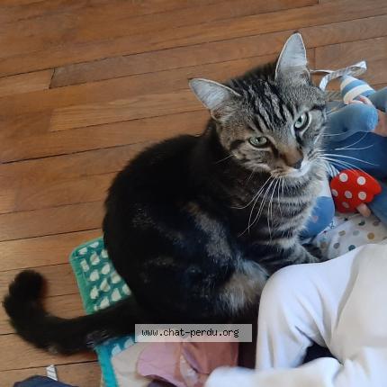 Foto 1/1 Gato encontrado Perdido en Nancy