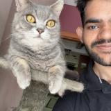 Foto del gato perdido en Surat