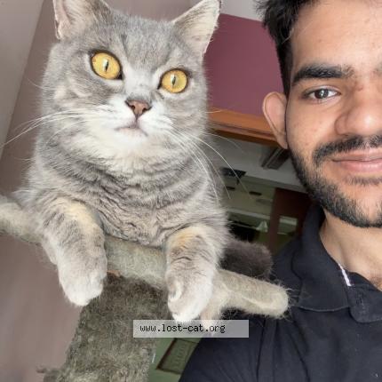 Foto 1/1 Anya Chat perdido en Surat