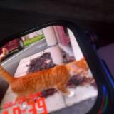 Foto del gato perdido en Choye