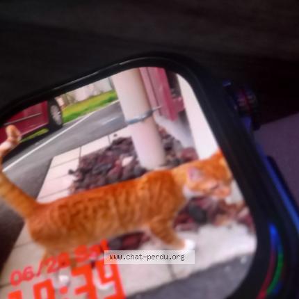 Foto 1/1 Kyllian Chat perdido en Choye