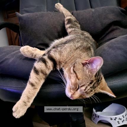 Foto 1/1 Kobe Chat perdido en Cebazat