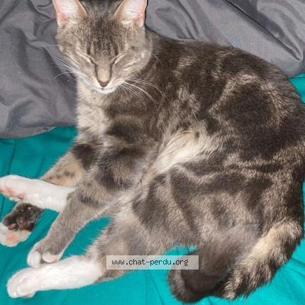 Foto 1/1 Neko Chat perdido en Tonnay charente