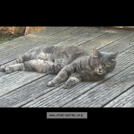 Foto 1/1 Kéran Chat perdido en Le luc en provence