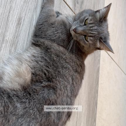 Foto 1/1 Calinou Chat perdido en Lewarde