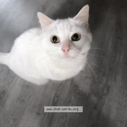 Foto 1/1 Molly Chat perdido en Foreste