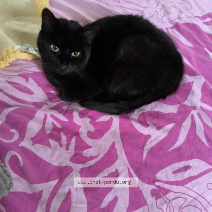 Foto 1/1 Réglisse Chat perdido en Foreste