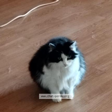 Foto 1/1 iris Chat perdido en Le bar sur loup