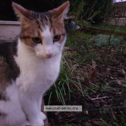 Foto 1/1 Couky Chat perdido en Volstroff