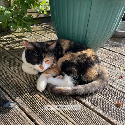 Foto 1/1 Lemikii Chat perdido en Lons le saunier