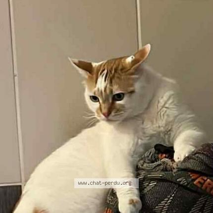 Foto 1/1 rubi Chat perdido en Dunkerque