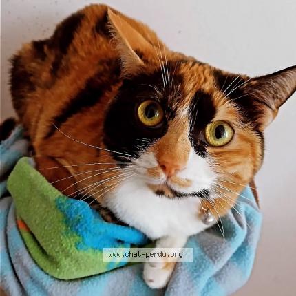 Foto 1/1 Duchesse Chat perdido en Saint quentin