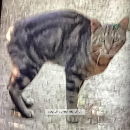 Foto 1/1 Gato encontrado Encontrado en Coustellet