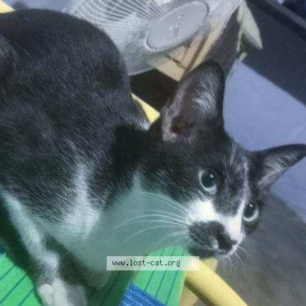 Foto 1/1 Biju Chat perdido en Coimabatore