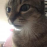 Foto del gato perdido en Bruyeres Le Chatel