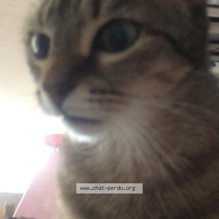 Foto 1/1 Sophia Chat perdido en Bruyeres le chatel