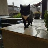 Foto del gato perdido en Davayat