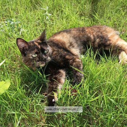 Foto 1/1 Mogwai Chat perdido en Saint jean sur mayenne