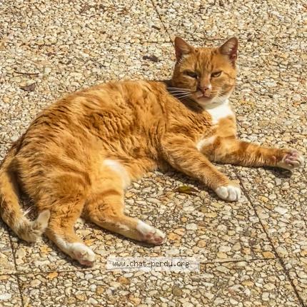 Foto 1/1 Roukou Chat perdido en Prefontaines