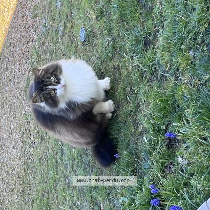 Foto 1/1 Zorro Chat perdido en Challes