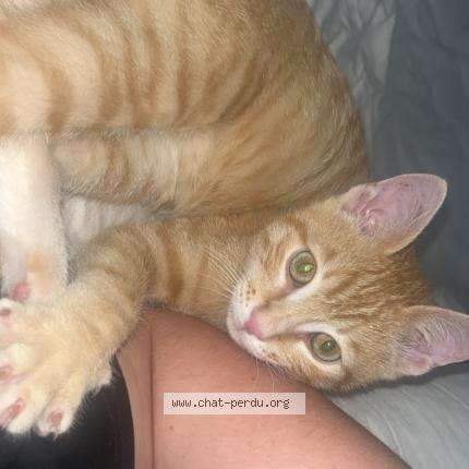 Foto 1/1 Mio Chat perdido en Cahors