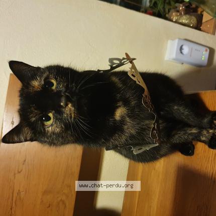 Foto 1/1 Minette Chat perdido en Tramoyes