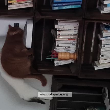 Foto 1/1 Gaspar Chat perdido en Valencienne