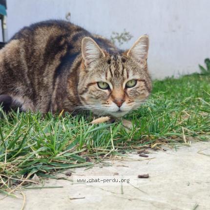 Foto 1/1 Rizla Chat perdido en Morieres les avignon