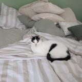 Foto del gato perdido en Chaponnay