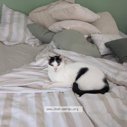 Foto 1/1 Pepsi Chat perdido en Chaponnay