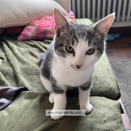 Foto 1/1 Atome Chat perdido en Saint martin de brehal