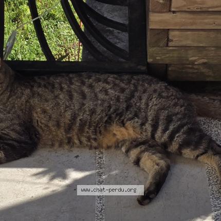 Foto 1/1 Sigrou Chat perdido en Meyzieu