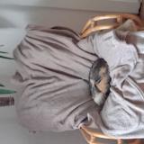 Foto del gato perdido en Lesperon