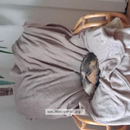 Foto 1/1 ÉZÉkiel Chat perdido en Lesperon