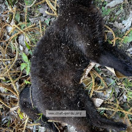 Foto 1/1 Gato encontrado Encontrado en Orsay