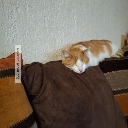 Foto 1/1 Helios Chat perdido en Saint brisson sur loire