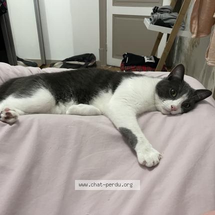 Foto 1/1 Oliver nom de puce Boo Chat perdido en Montataire