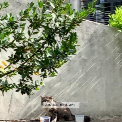 Foto 1/1 Gato encontrado Encontrado en Maisons alfort
