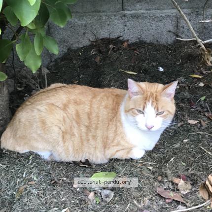 Foto 1/1 Patou Chat perdido en La chevallerais