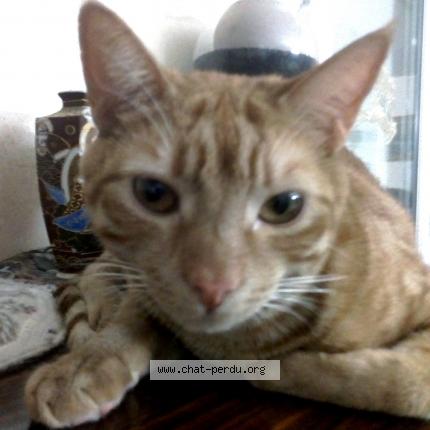 Foto 1/1 Gato encontrado Perdido en Villeneuve tolosane