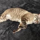 Foto del gato perdido en Arpajon