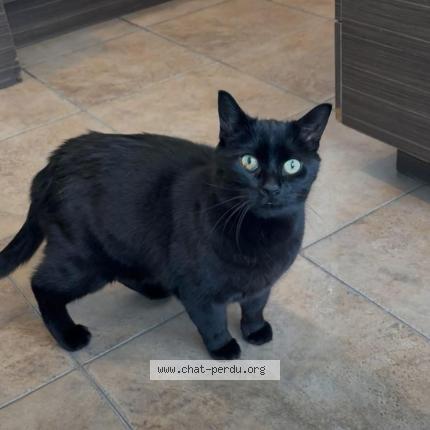 Foto 1/1 Gato encontrado Encontrado en Terrebonne