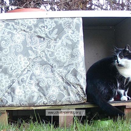 Foto 1/1 Blanche-neige Chat perdido en Colmar