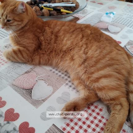 Foto 1/1 Fripouille Chat perdido en Noisy le grand