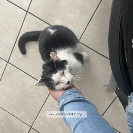 Foto 1/1 Billie Chat perdido en Villers bocage