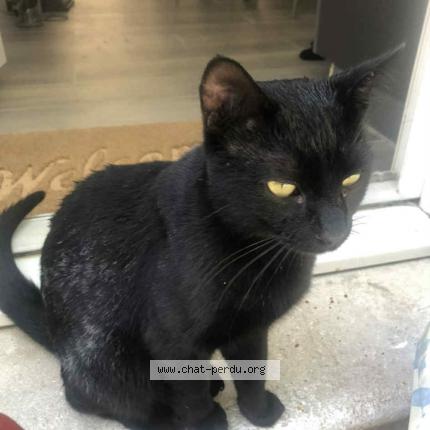 Foto 1/1 Simba Chat perdido en L isle sur la sorgue