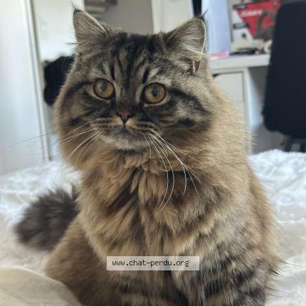 Foto 1/1 Titi Chat perdido en Juvignac