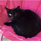 Foto del gato perdido en A M Le